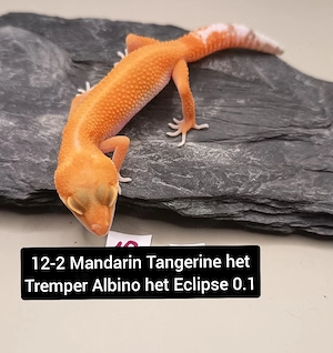 Leopardgecko Nachzuchten 0.1 Mandarin, Tangerine, Hypo & weitere
