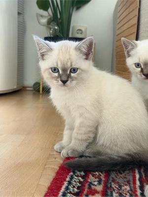 Kitten darf ausziehen
