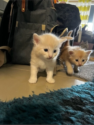 Norwegische Waldkatzen Kitten 