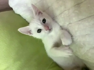 Katzen Baby weiß in liebevolle Hände abzugeben  Kater SOFORT ABHOLBEREIT Kätzchen
