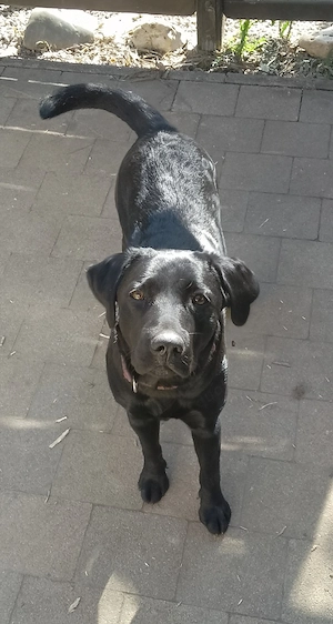  Schönes schwarzes labrador Weibchen ge 18.11.2025