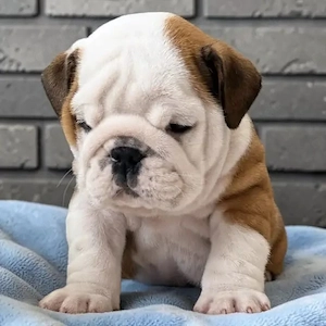 Wunderschöne Englische Bulldoggen-Welpen abzugeben