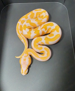 1.3 Lavender het. Pied 66% het. Clown Königspython