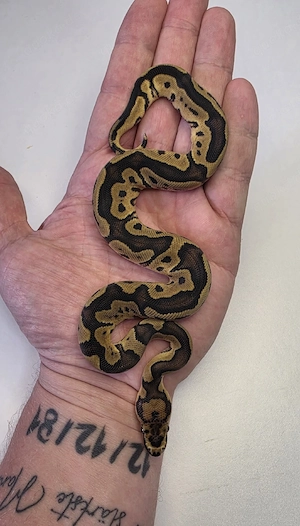 0.1 Clown DH Lavender Albino Pied