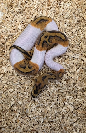 0.1 Clown Pied het. Lavender Albino 