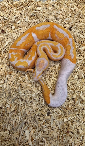 0.1 Lavender Albino Pied 66% het. Clown