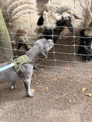 Schweren Herzens muss ich mich von meinem geliebten American Bully XL in der farbe blau trennen