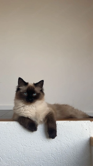 wundervolle ragdoll dame sucht zuhause 