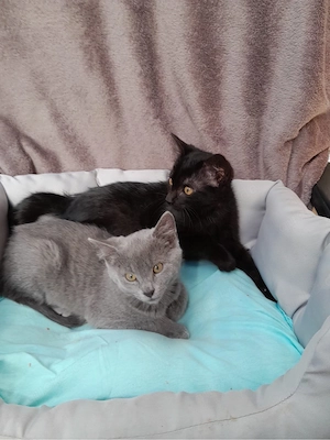 4 Babykatzen
