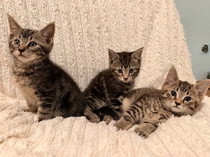 3 süße Maine-Coon-Mix-Kitten suchen ein liebevolles Zuhause