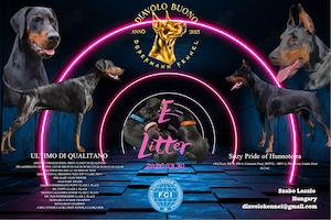 Die Rüdenwelpen mit dem roten und dem zitronengelben Halsband sind noch verfügbar.