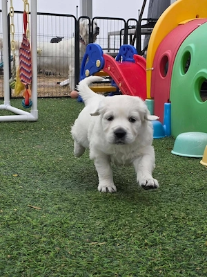 Wunderschöne Golden-Retriever-Welpen suchen eine liebevolle Familie