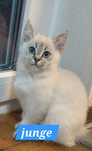 BKH. Nur heute 400.00 Silverschadet mit Blauen Augen!!