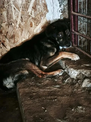 Mischa braucht dringend ein liebevolles Zuhause