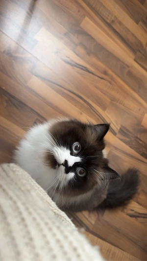 Ragdoll-Heilige-Birma-Mix Liya sucht liebevolles Zuhause