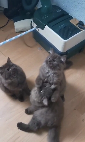 Britisch langhaar BLH Katzen zu verkaufen 