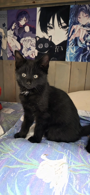Main coon mix kitten