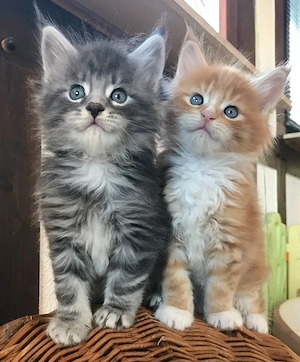 Maine-Coon-Kitten Männchen & Weibchen | WhatsApp:  