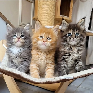 Maine-Coon-Kitten Männchen & Weibchen | WhatsApp: 1521   5034   137