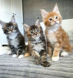 Maine-Coon-Kitten  Männchen & Weibchen | WhatsApp: 1521   5034   137