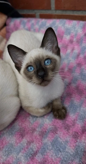 Siam-Kitten geimpft und entwurmt