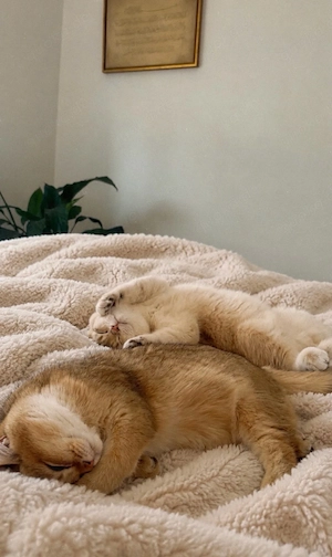 britisch kurzhaar katzen 
