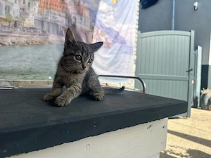 katzenbaby