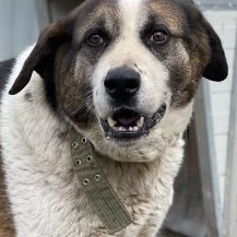 George ca. 60 cm   sucht Geborgenheit