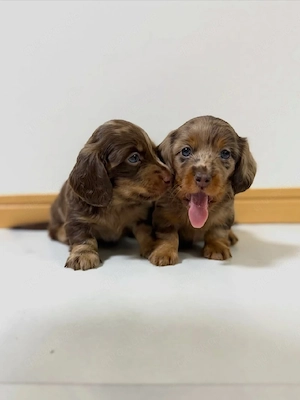 Süße Dackel-Welpen    Männchen & Weibchen | WhatsApp: 1521   5034   137