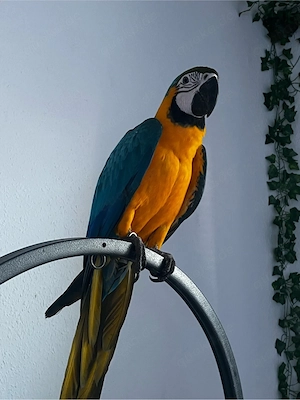 Arapapagei Teilzahm