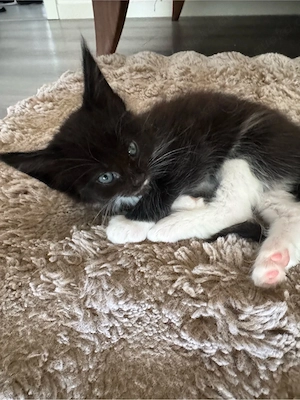 Maine Coon Kitten Reinrassig!