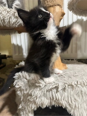 Maine Coon Kitten Reinrassig!