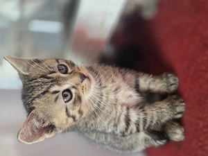 Katzen Kätzchen Kater