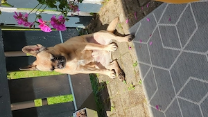 Französische Bulldogge    Mops 