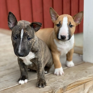 Bull-Terrier-Welpen    Männchen & Weibchen | WhatsApp: 1521   5034   137
