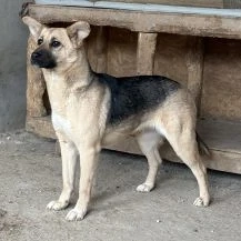 Bailey S ca. 40 cm Die Kleine mit den großen Öhrchen