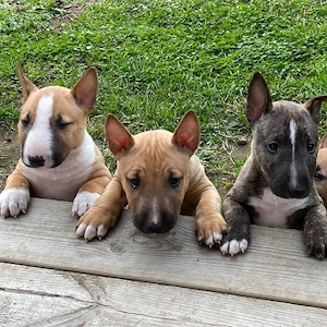 Bull Terrier Welpen   Männchen & Weibchen   WhatsApp: 1521   5034   137
