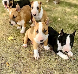 Bull Terrier Welpen      Männchen & Weibchen | WhatsApp: 1521   5034   137