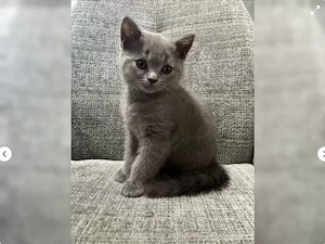BKH Kitten sucht ihr Für-immer-Zuhause!