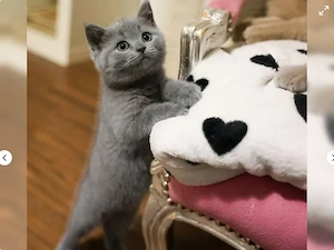 BKH Kitten sucht ihr Für-immer-Zuhause!
