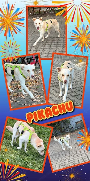 junger, lieber, katzenverträglicher, mit Artgenossen super verträgl. Rüde "Pikachu" sucht ein Zuause
