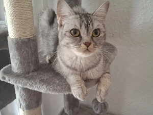 Bkh Katze 