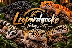 Leopardgecko Nachzuchten 2026