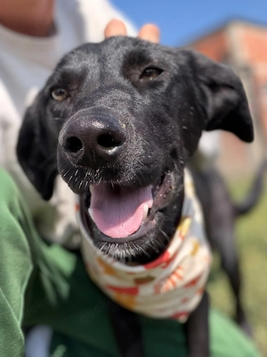 Labrador Mix Mantis sucht ihr Zuhause