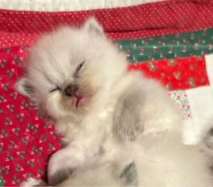 Ragdoll Katzenbabys