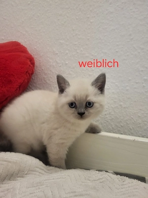 süße kätzchen suchen neues zuhause-jetzt reservieren!