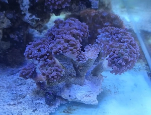 Korallen Euphyllia Paraancora Golden Nugget Euphyllia Paradivisa Pink Echinopora Lamellosa  