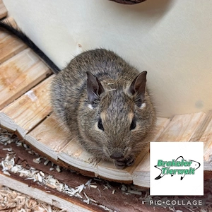 Degu Böckchen 2x 