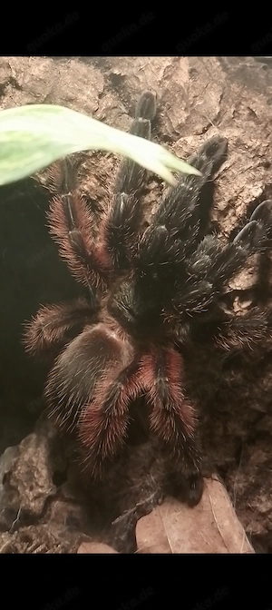 0.1 psalmopoeus Victori inkl.terrarium