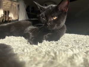 bkh kater 14 wochen 